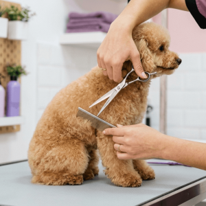 Corte de pelo a máquina o tijera